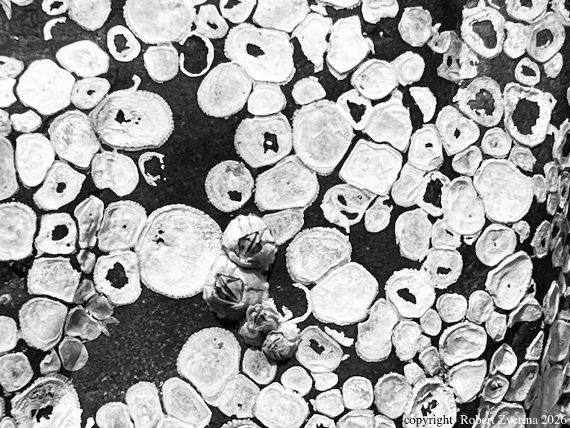 photo of living barnacles and sticky residue of ancestors, copyright 2026 Robert Zverina
